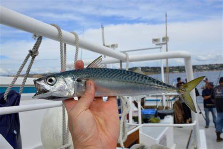 Japanese Chub Mackerel 2026 Guide: Recipes, Styling Ideas, and Healthy Saba Inspiration to Save